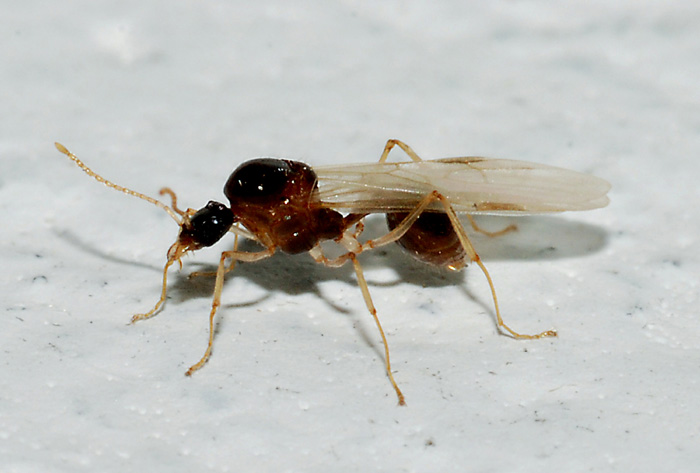 maschio e femmina di Camponutus truncatus